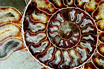 Closeup of Nautilus shell